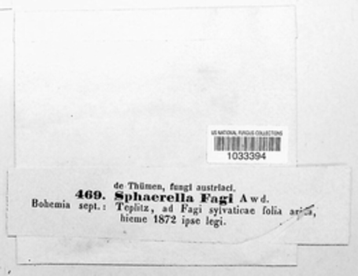 Mycosphaerella fagi image